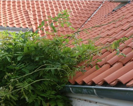 Végétalisation sur de la Panne S Huguenot Edilians